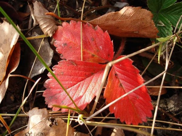 Il rossore delle foglie di fragola in autunno è un processo naturale.