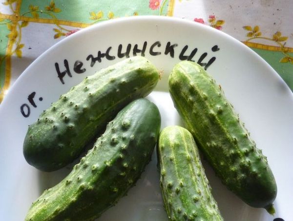 يبلغ طول ثمار Nezhinsky 10 سم ويبلغ وزنها حوالي 100 غرام