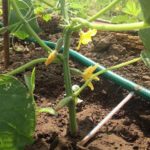 الري بالتنقيط مناسب للري على نظام الجذر