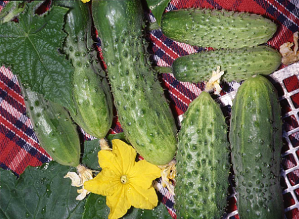 أفضل جدول حصاد هو كل يومين.