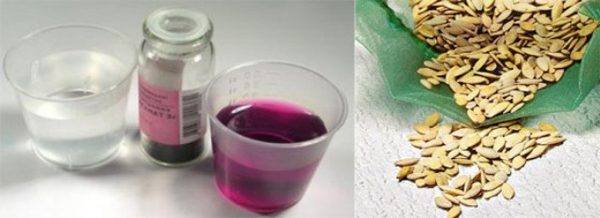 Antes do plantio, as sementes de pepino são desinfetadas com uma solução de permanganato de potássio