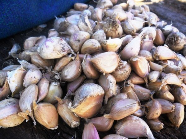 Le matériel de plantation d'ail est préférable d'acheter local