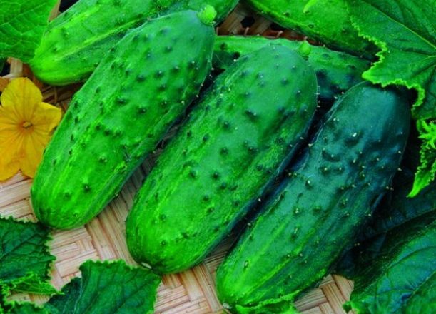  الخيار المرينغ