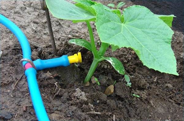 For the cucumber baby is ideal drip irrigation