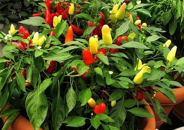 Pepper the Spark difere em uma forma e cor