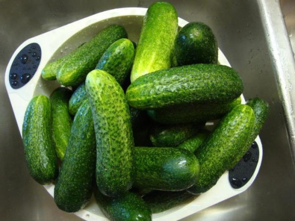 The grade is high-yielding and thermophilic, does not need pollination