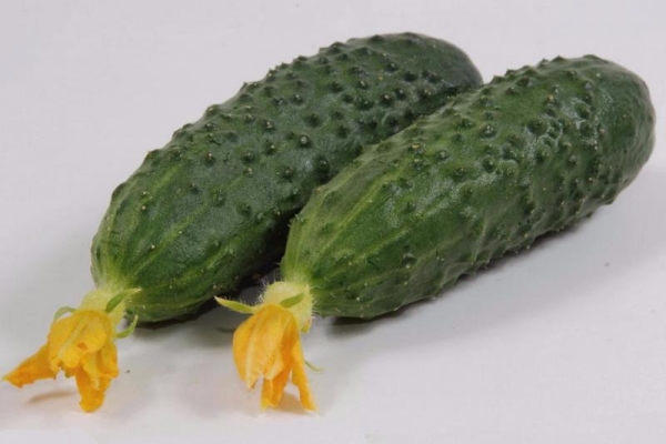  Descrizione e caratteristiche delle varietà di cetriolo Marinda f1
