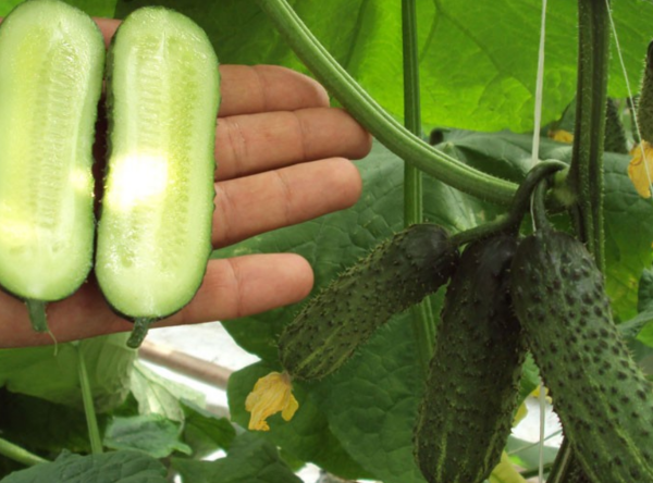 Kültür hızlı bir olgunlaşma dönemi ile karakterize olan kendi kendine tozlaşmadır.