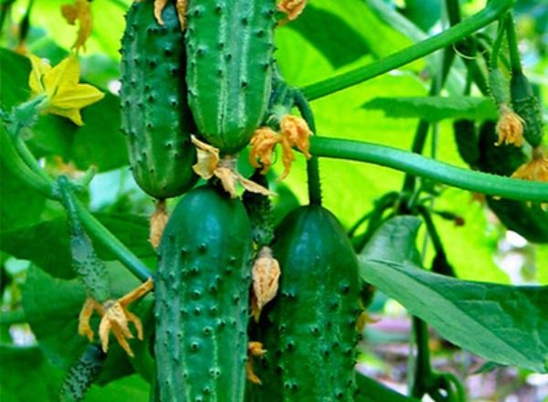  في وقت مبكر الصف الصفراء من الخيار طفل