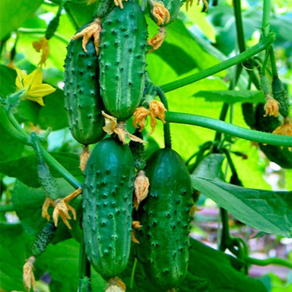  Early ripe grade of cucumbers Kid
