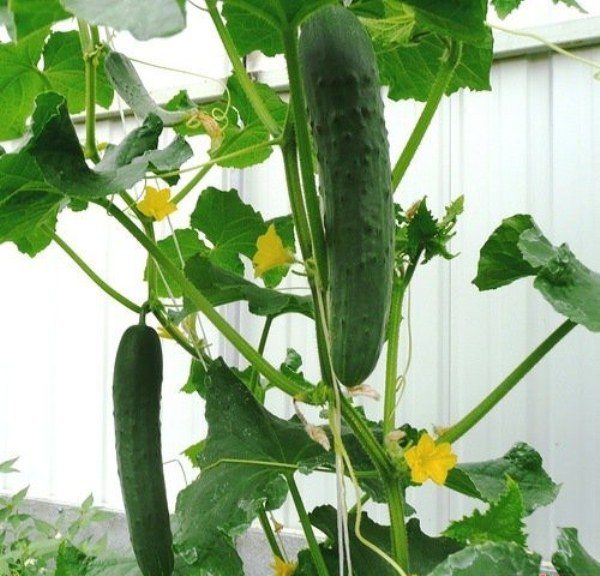 La période de maturation des concombres Zozulya F1 est d'environ 40 à 45 jours.