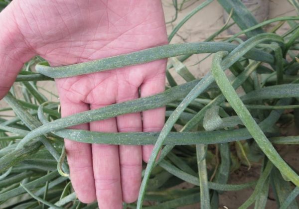 Dommages causés aux oignons thrips
