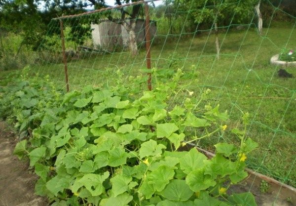 Given that Ajax cucumbers can become sick with gray mold, they prevent nuisance by tying