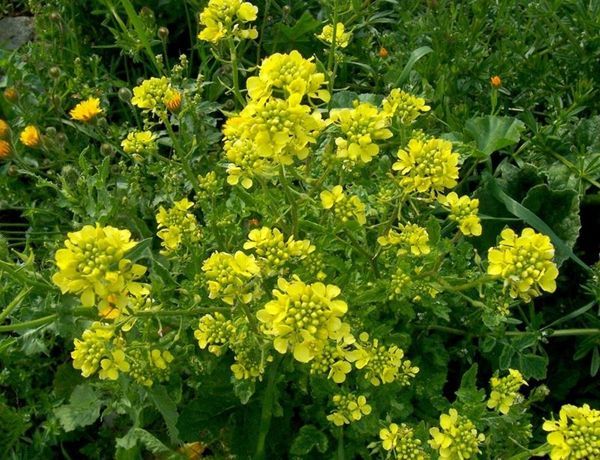 Per saturare il terreno con l'ossigeno di fronte alla fragola è possibile atterrare i siderati