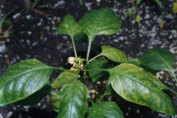 Νικήστε πιπέρι