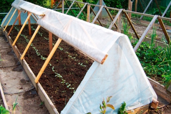 After planting seeds in open ground and wet, you need to cover the soil with a film fixed on the frame