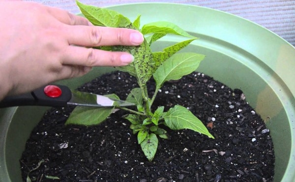 Il est préférable de faire cuire après que le poivron ait atteint une hauteur de 25-30 cm