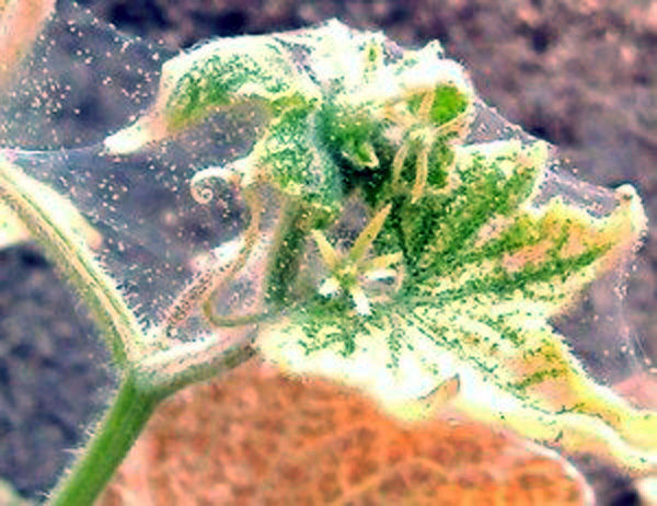 Pepino de Bush atingido com um ácaro