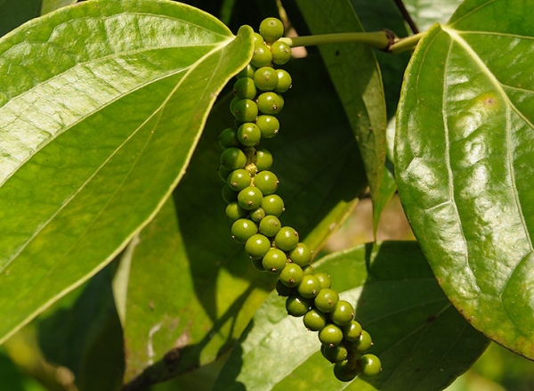 La fructification débute à la deuxième année de vie et peut atteindre 2 m de haut