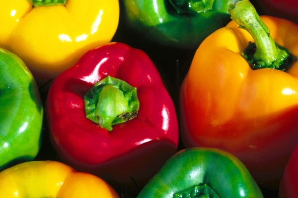  Ivanhoe variety sweet pepper: description and specifications, planting and care