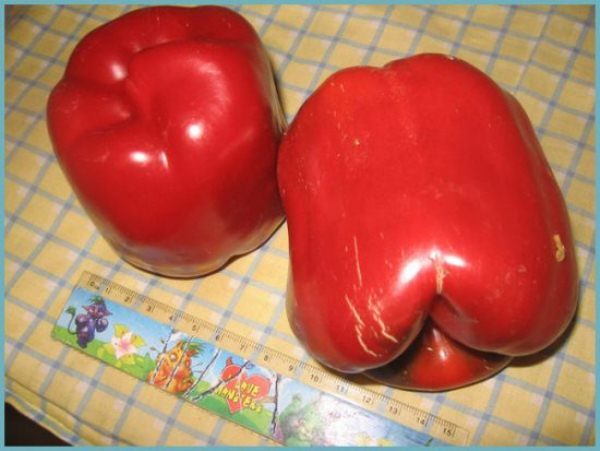 Il peso di un frutto del pepe di Ercole è di circa 300 grammi