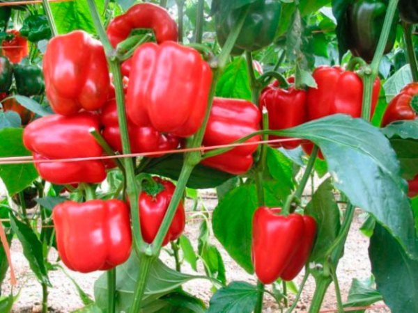 Pepe Hercules ha bisogno di alimentazione regolare durante la crescita