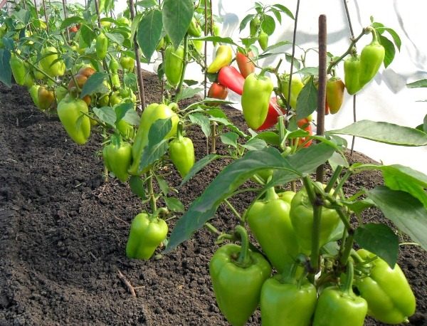 Growing peppers in a greenhouse