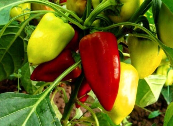  Пипер лястовица