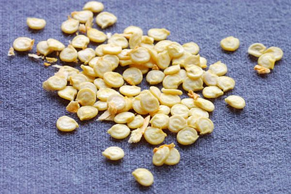 Les plants de poivron doivent être de haute qualité.