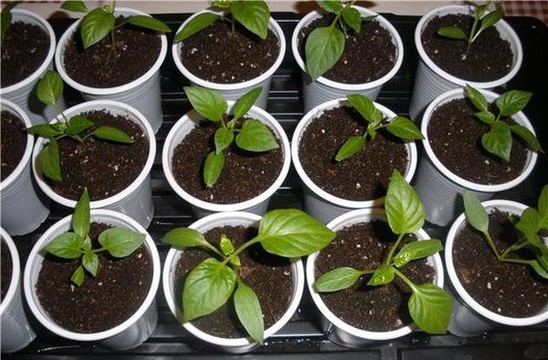 Les contenants de plastique sont idéaux comme contenant pour les plants de poivron.