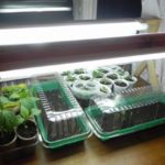 Le poivre a besoin de lumière 12 heures par jour.