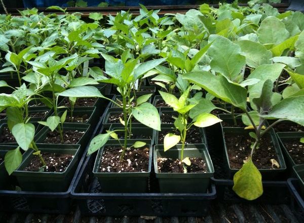  ماذا تفعل إذا لم تنمو شتلات الفلفل جيدًا