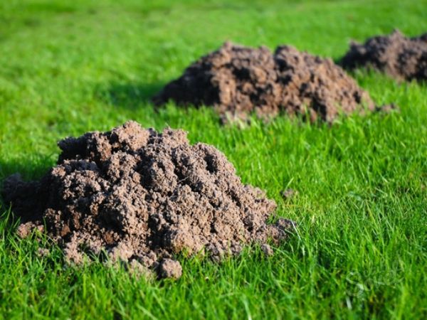 Land thrown by moles - the most suitable for seedlings