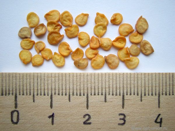 Before sowing seeds, carefully check the date on the package.