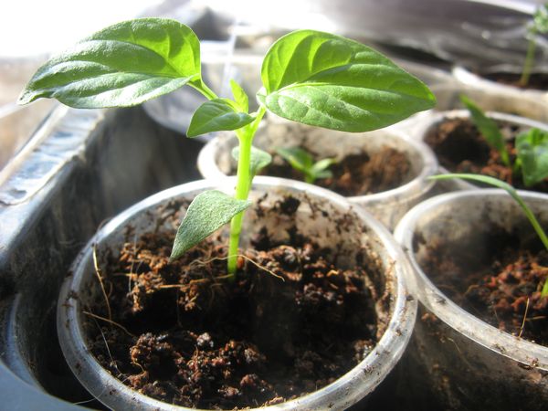 Pepper seedling lighting should be sufficient