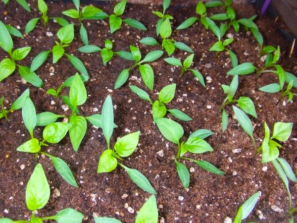 Dive helps pepper actively develop