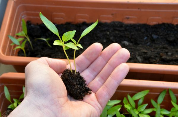 The most convenient way to dive seedlings with moist soil