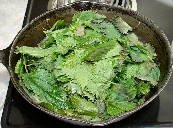 Nettle decoction can be used as a seedling fertilizer.