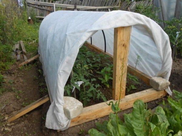 Homemade greenhouse for pepper made of wood and film