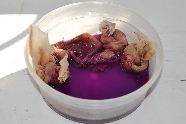 Disinfection of cucumber seeds before planting