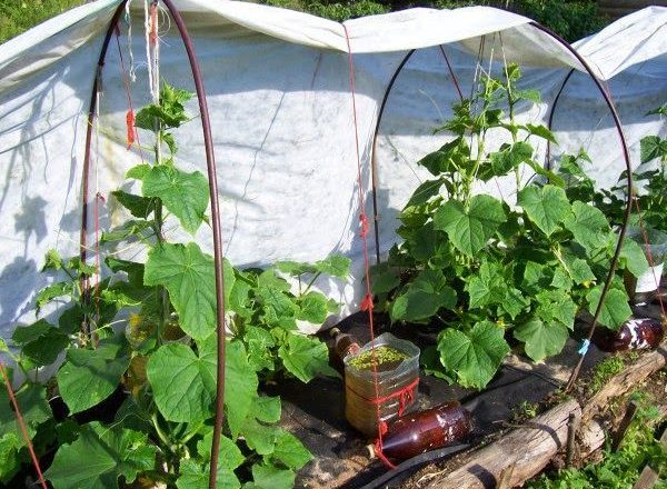  Pepinos crescentes sob o filme