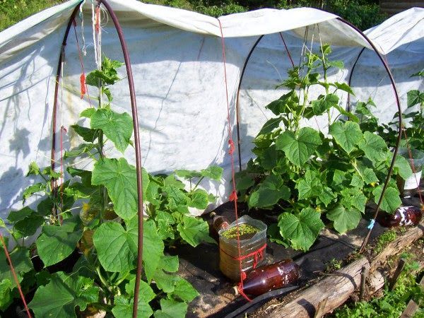  Cetrioli in crescita sotto il film