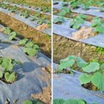 I fori possono essere realizzati nel film e posati direttamente sul terreno.