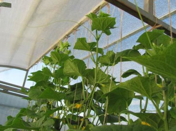 Колан за жартиери