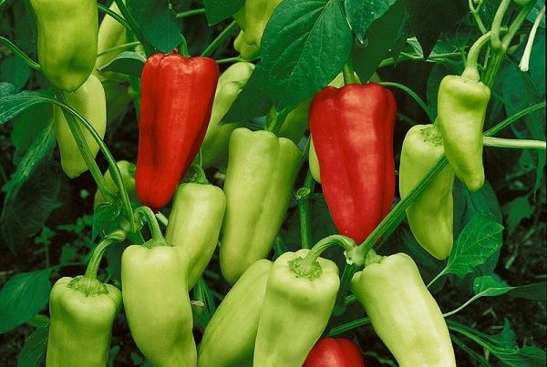 Pepper care in the greenhouse is minimized