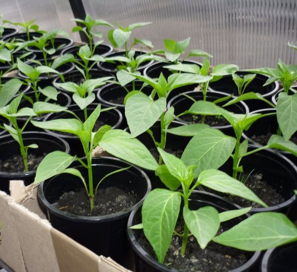 Pepper seedlings are planted in the greenhouse soil around mid-May.