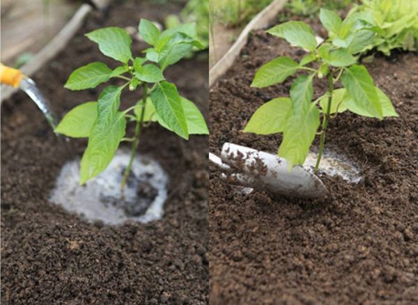 If the soil in the greenhouse is not fertile enough - you need to feed the pepper