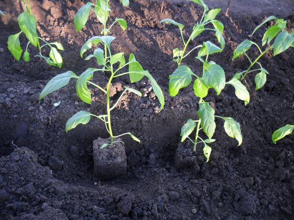 Bell pepper is planted in the evening or on a cloudy day.