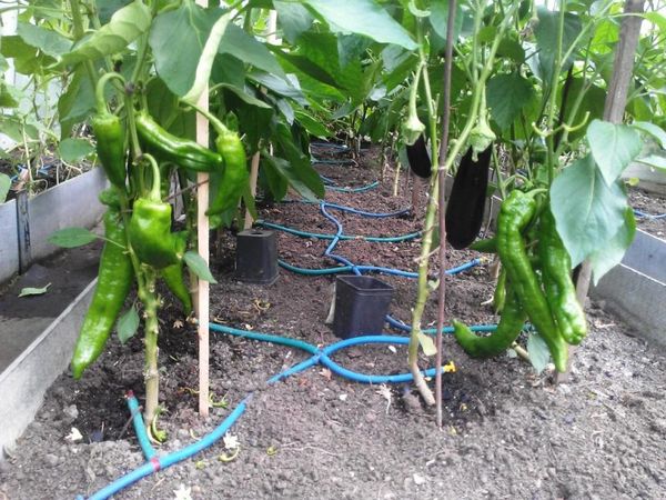For watering pepper at the root is convenient to use drip irrigation.