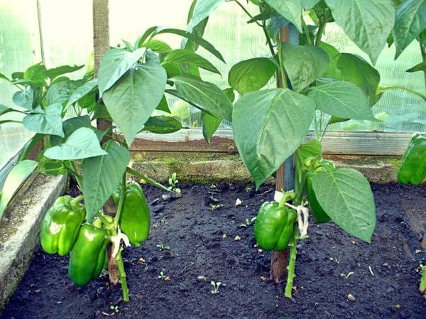 Tall pepper varieties need a garter